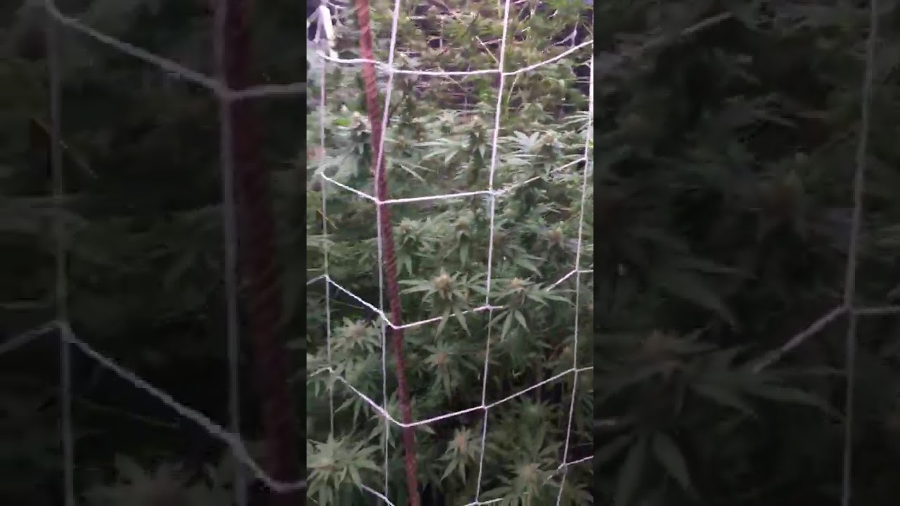 Mrs. Chocolope. One beautiful herb tree in Trini