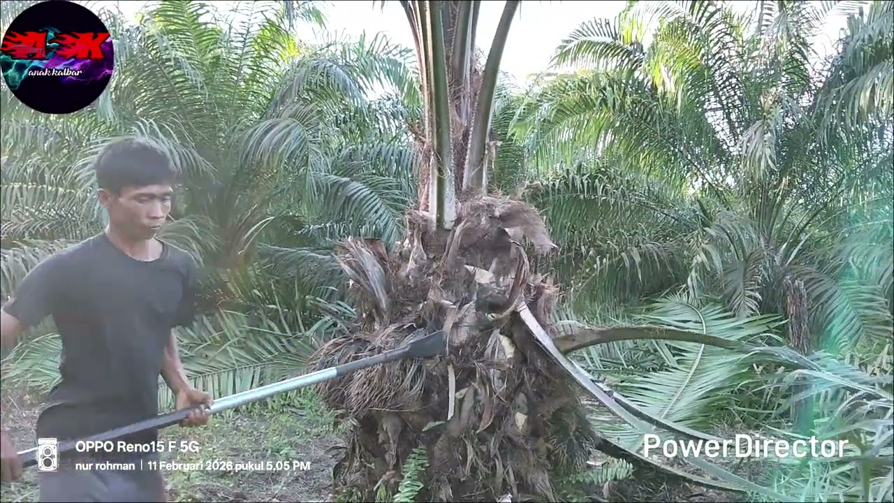 Kegiatan sore ini kawam, kita pruning dulu