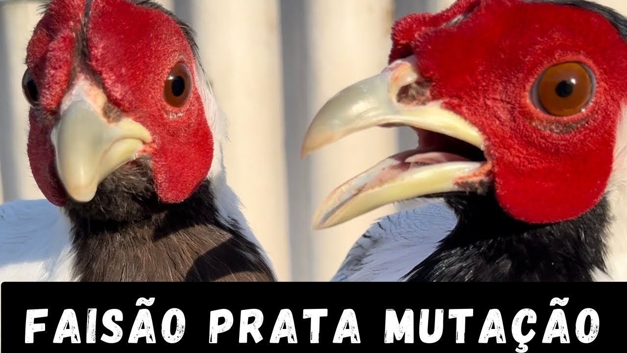FAISÃO PRATA CANELA (MUTAÇÃO)