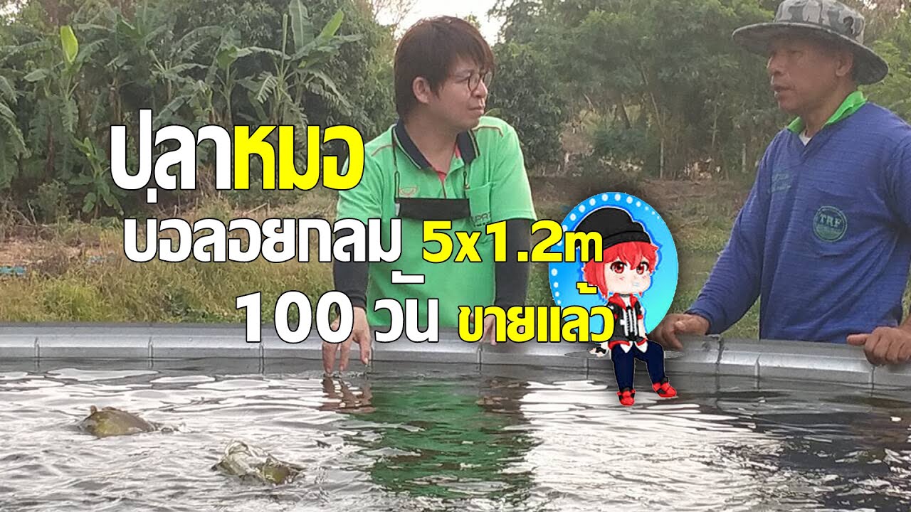 ปลาหมอบ่อกลม สมบัติ สามโคก รอบ 3 ไม่เกิน 110 วันขาย