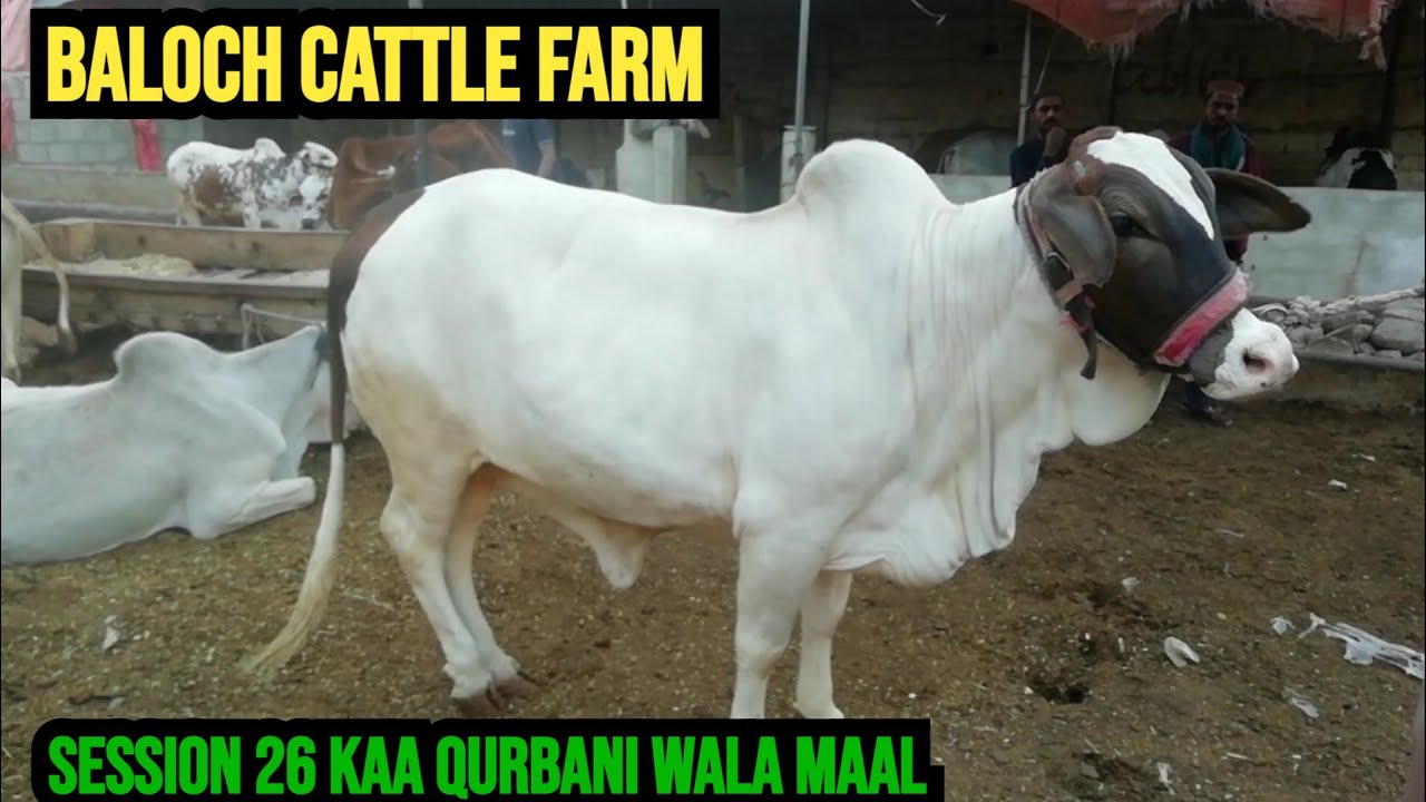 balochcattlefarm contact bahadur bhai 0306 2677084 location garibabad furniture market Batwa Nagar