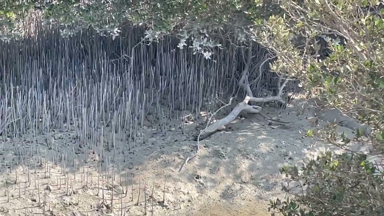 Mangrove Eco Park, Ras Tanura, Saudi Arabia | കണ്ടൽ ഇക്കോ പാർക്ക്, റാസ് തനൂറ, സൗദി അറേബ്യ.