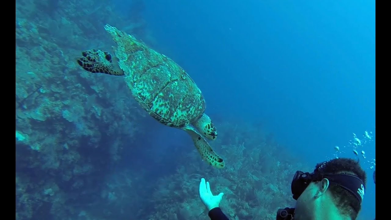 The Best Scuba Diving on the Planet?
