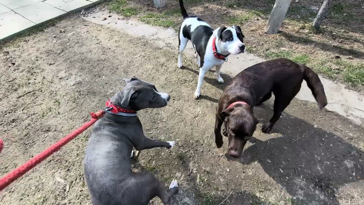 Půlroční štěně stafordíka - první příchod do smečky