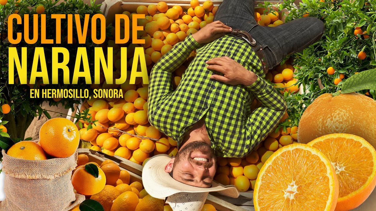 Como se CULTIVA y se PRODUCE la NARANJA en los campos de Hermosillo, Sonora. 🍊