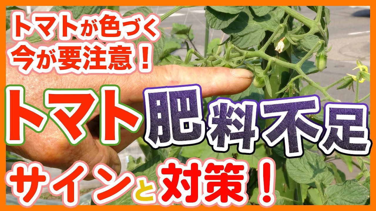 家庭菜園や農園のトマト栽培でトマトが色づく今が要注意！肥料不足サインと追肥方法を解説！/Tips for solving the shortage of fertilizer for tomatoes