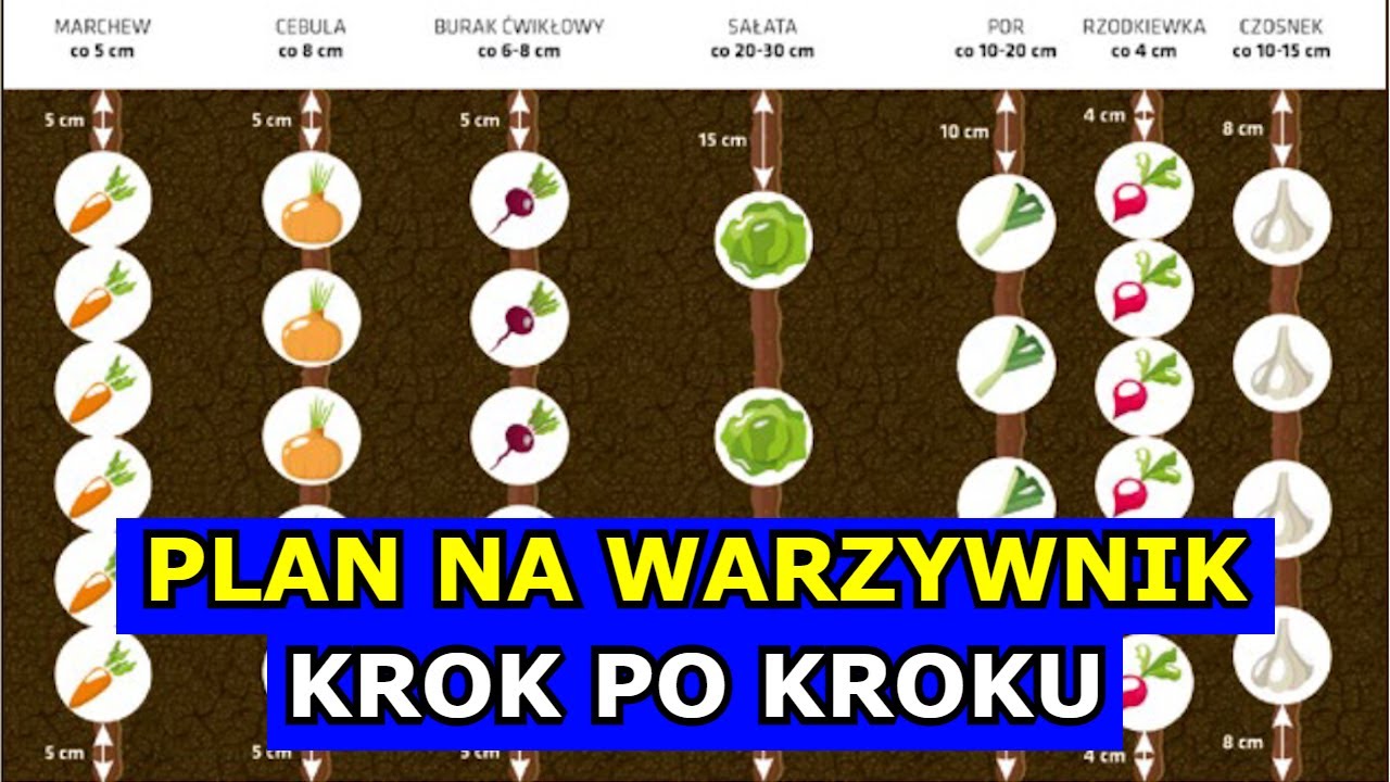 Plan na Warzywnik Krok po Kroku. Og&oacute;rek, Pomidor, Marchew, Cebula, Seler, Sąsiedztwo Uprawa Grządki.