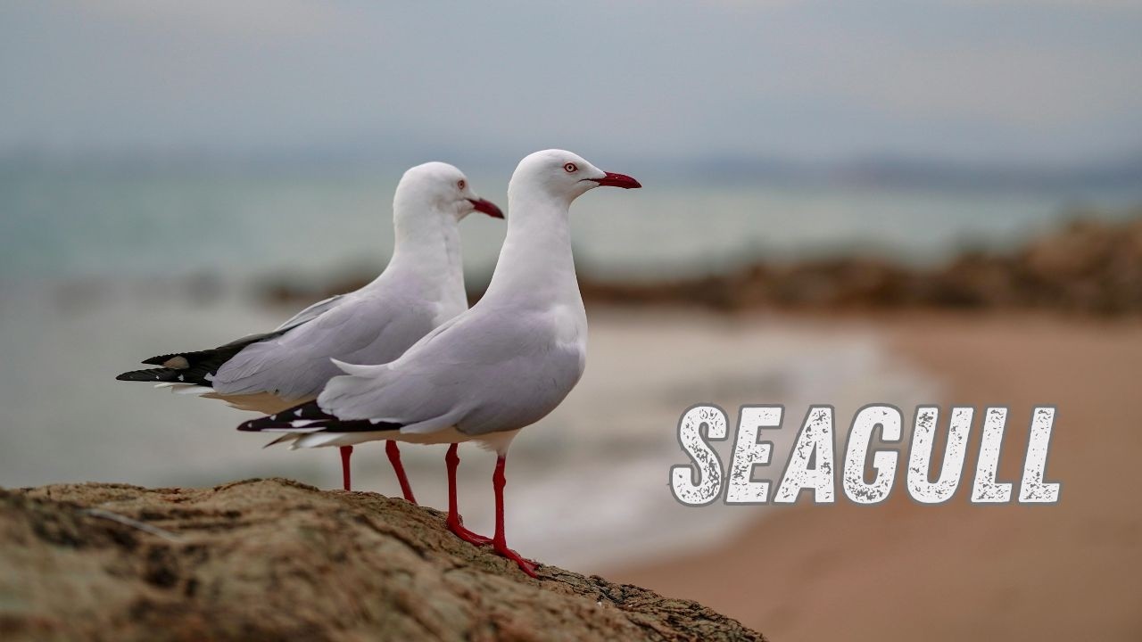 Seagull Sound | Real Seagull Calls by the Sea