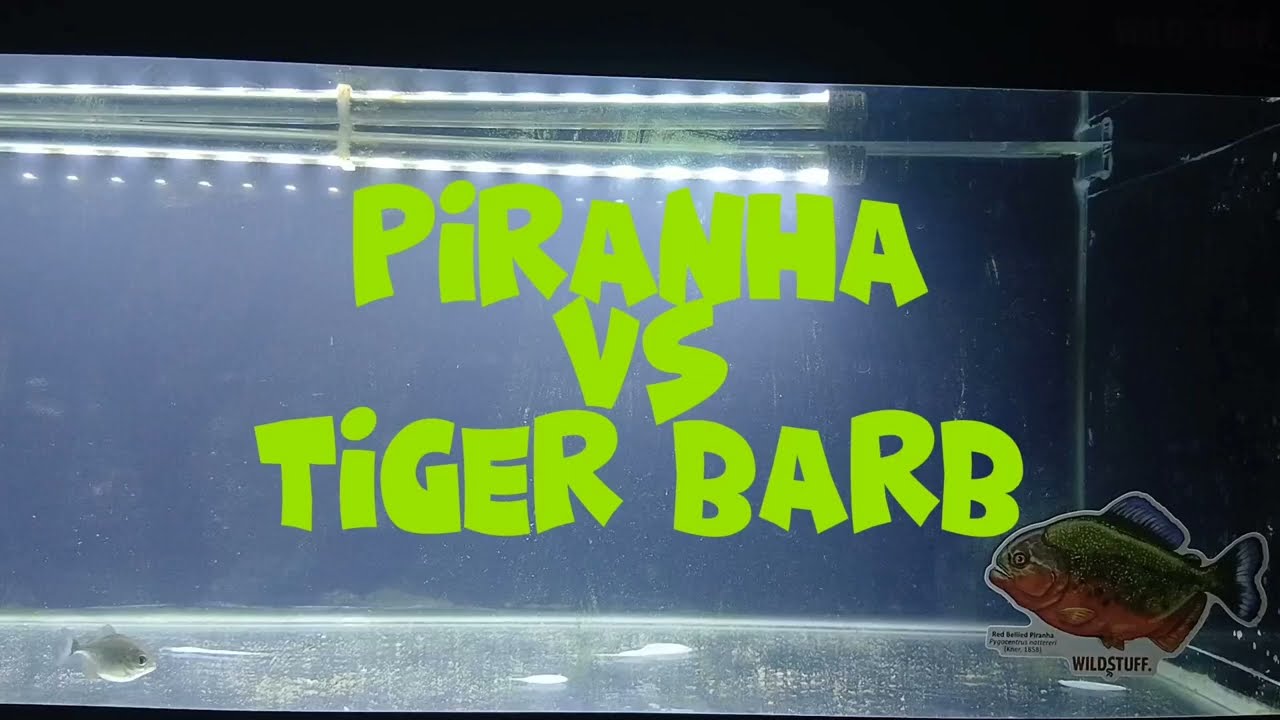 Piranha VS Tiger Barb