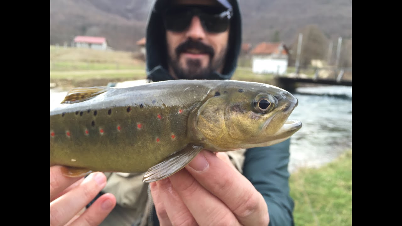Flyfishing in Bosnia (brown trout and grayling on Pliva)