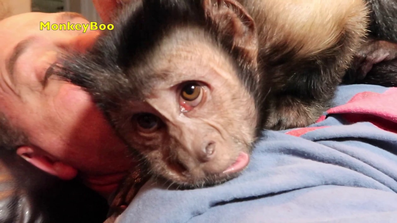 Monkey Whispering! FUN TIME!