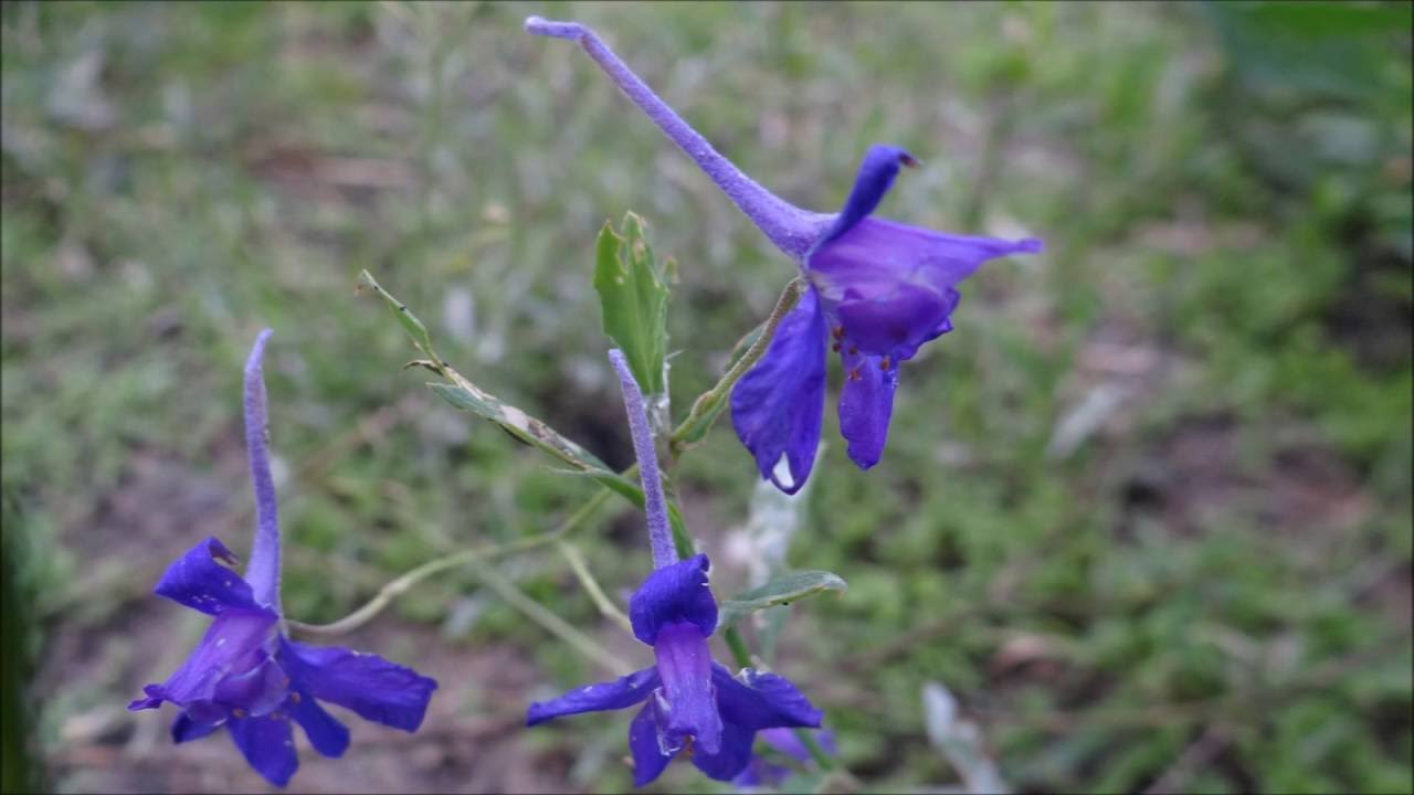 Wilde ridderspoor (Consolida regalis, syn. Delphinium consolida) - 2016-08-13