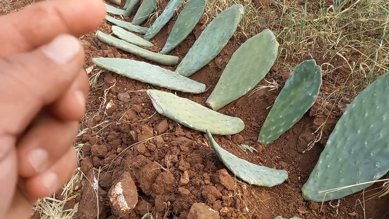 veja e totalmente posivel a produção de animais em uma propriedade pequena com palma forrageira
