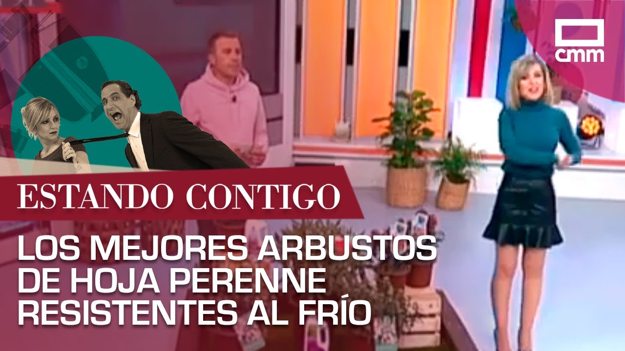 Los mejores arbustos de hoja perenne resistentes al frío