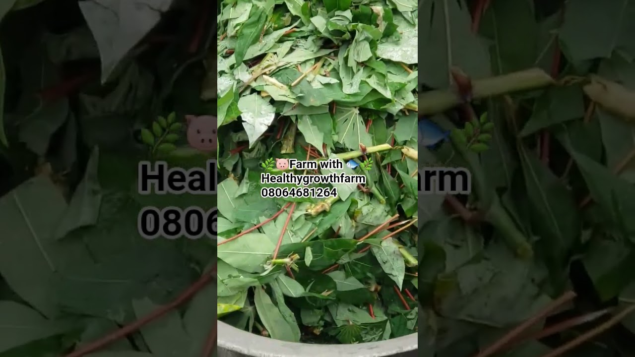 How to process cassava leaf 🍃 for your pigs #pigfeed #cassavaleaf #pig #farmers