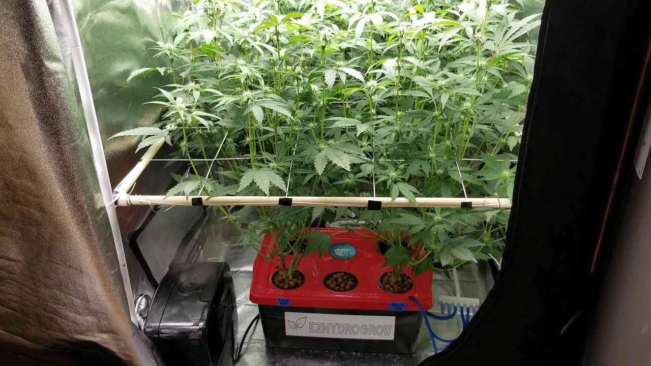 Week 4 clone run in a EZHYDROGROW kit