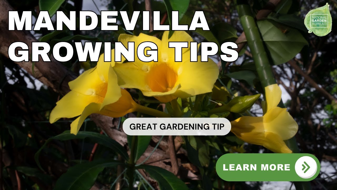 Ask the Experts about Mandevilla