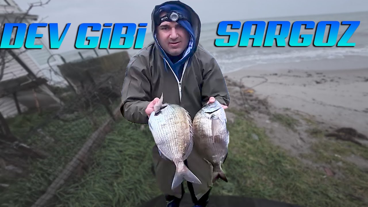 TEPSİ GİBİ SARGOZLAR YAKALADIK / Yemli Sargoz Avı