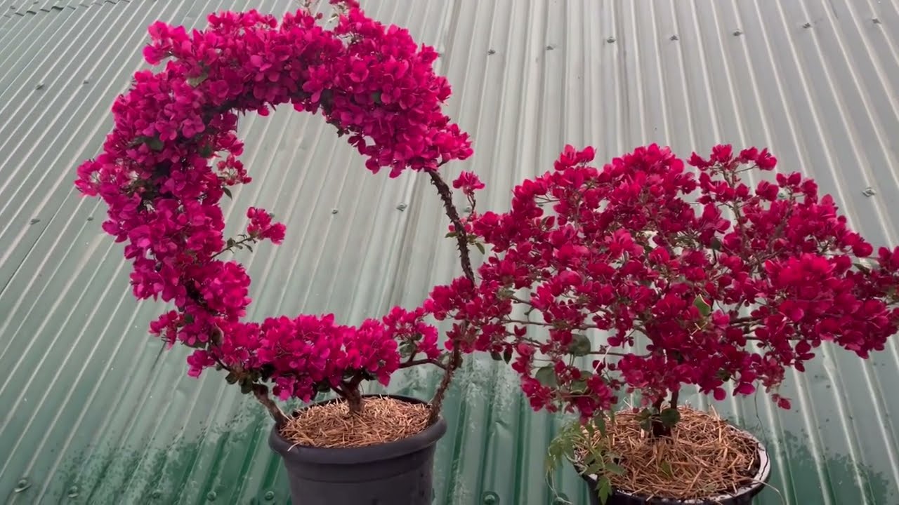 Monalisa bial #rooftopgarden #bougainvilleaflower 