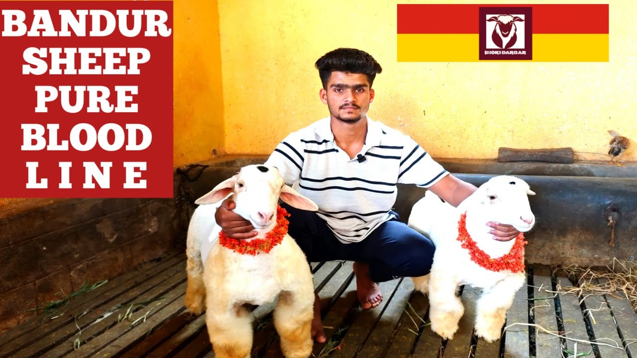 Bandur Sheep Pure Breed @ Kirugavalu Farmer | Bandur Tagaru : Shoki Darbar  👍