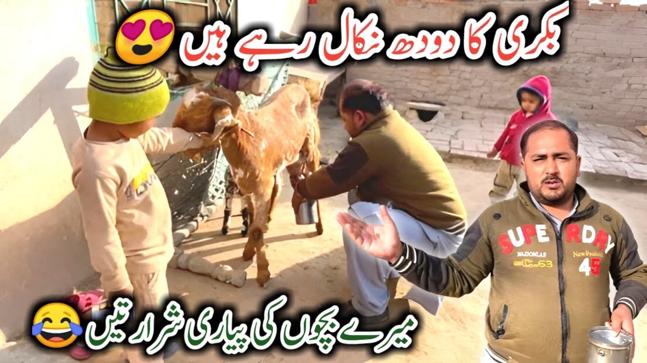 Ham Ny Bakri Ka Milk Nikala🐐| Funny Videos 😂| Sajid Rehman 🥰| Sajid Rehman Official 