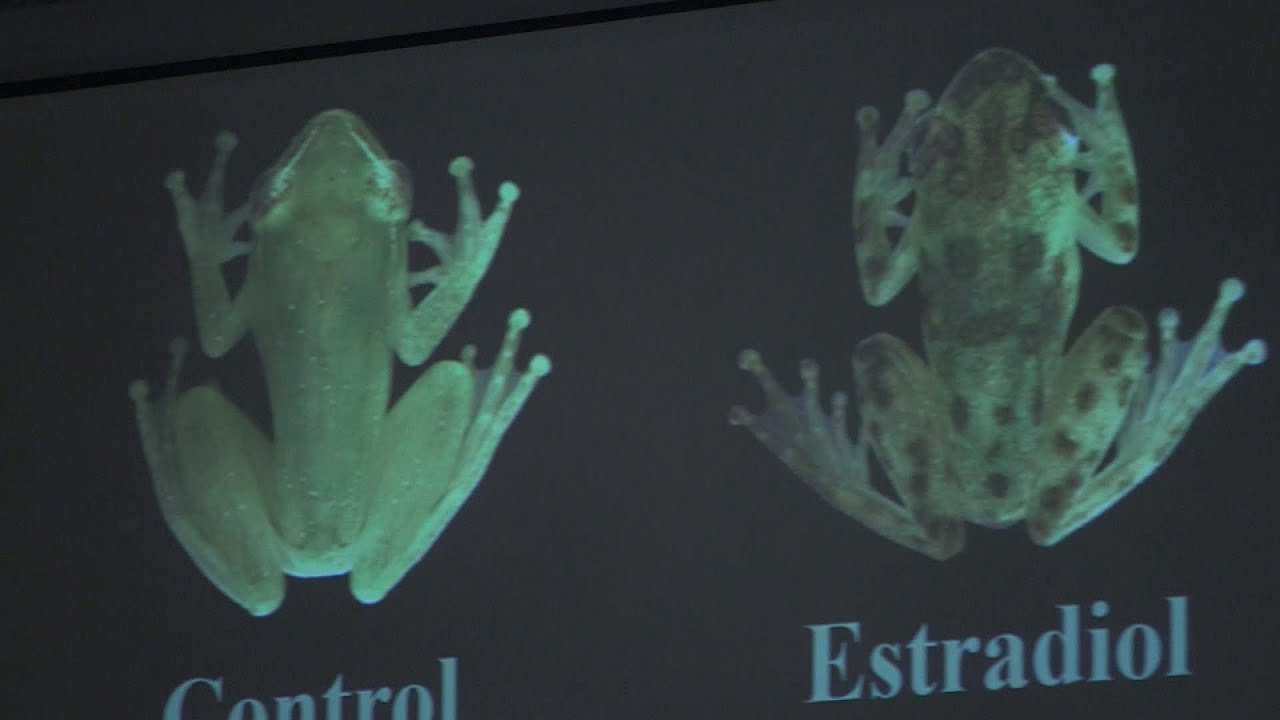 A Tale of Frogs and Fish and Men
