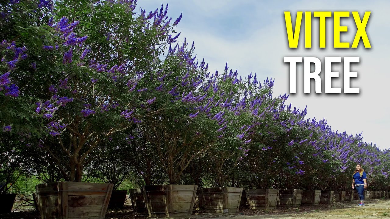 Vitex Tree
