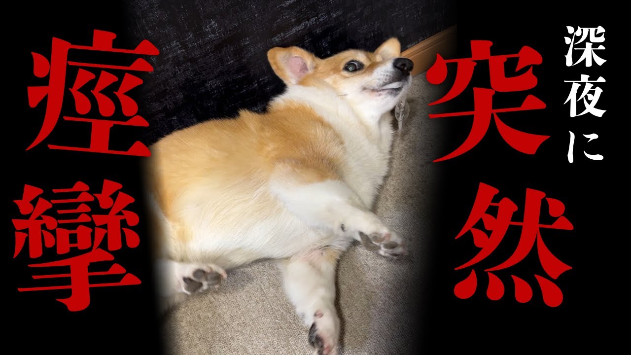 【犬 てんかん発作】コーギーのモコが深夜に突然痙攣し始めた