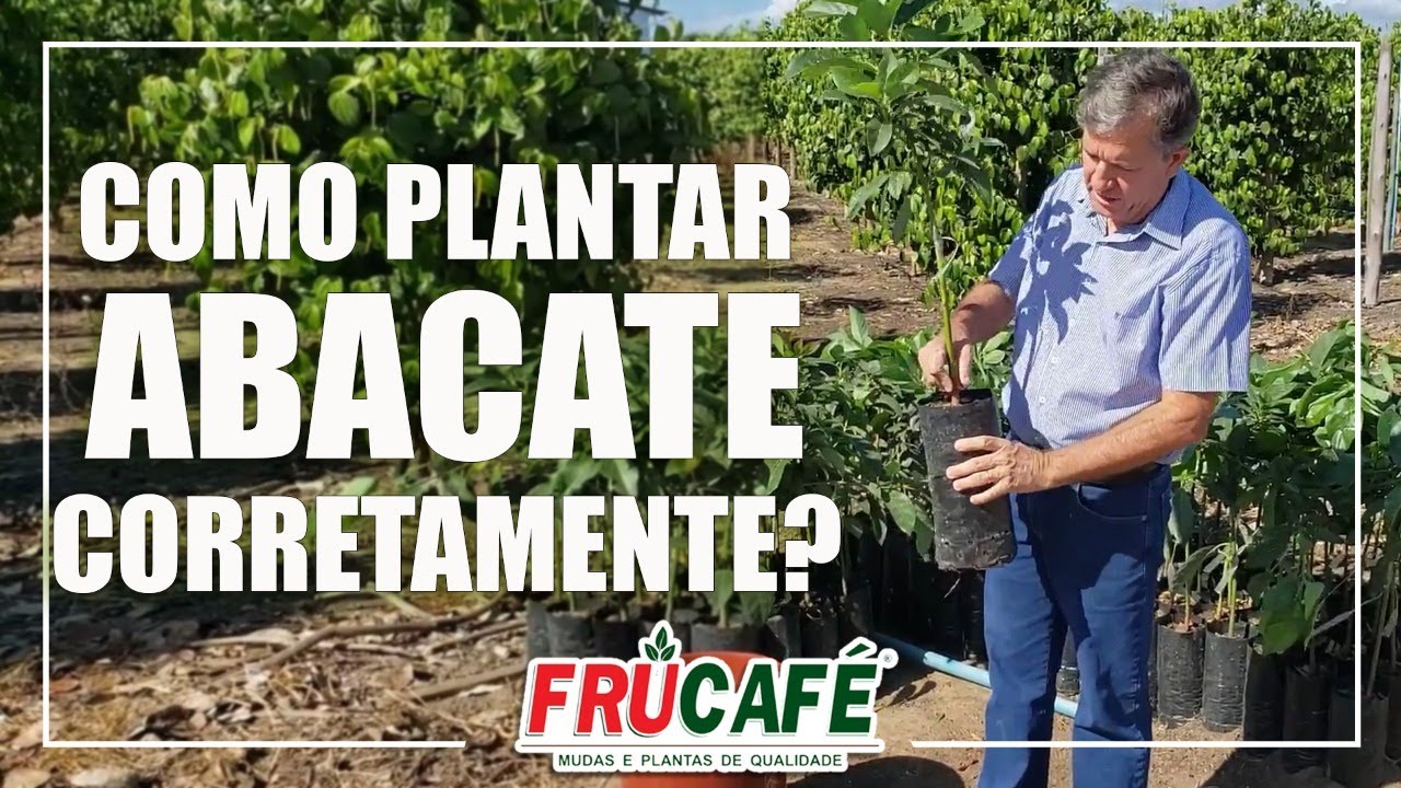 Como Plantar ABACATE Corretamente?