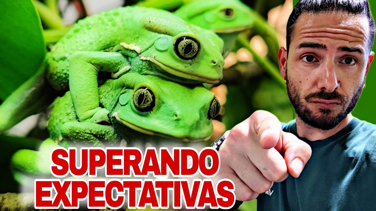 CONSIGO lo IMPOSIBLE!// Primeros CUIDADOS de BEBÉS de SERPIENTES y VARANOS.