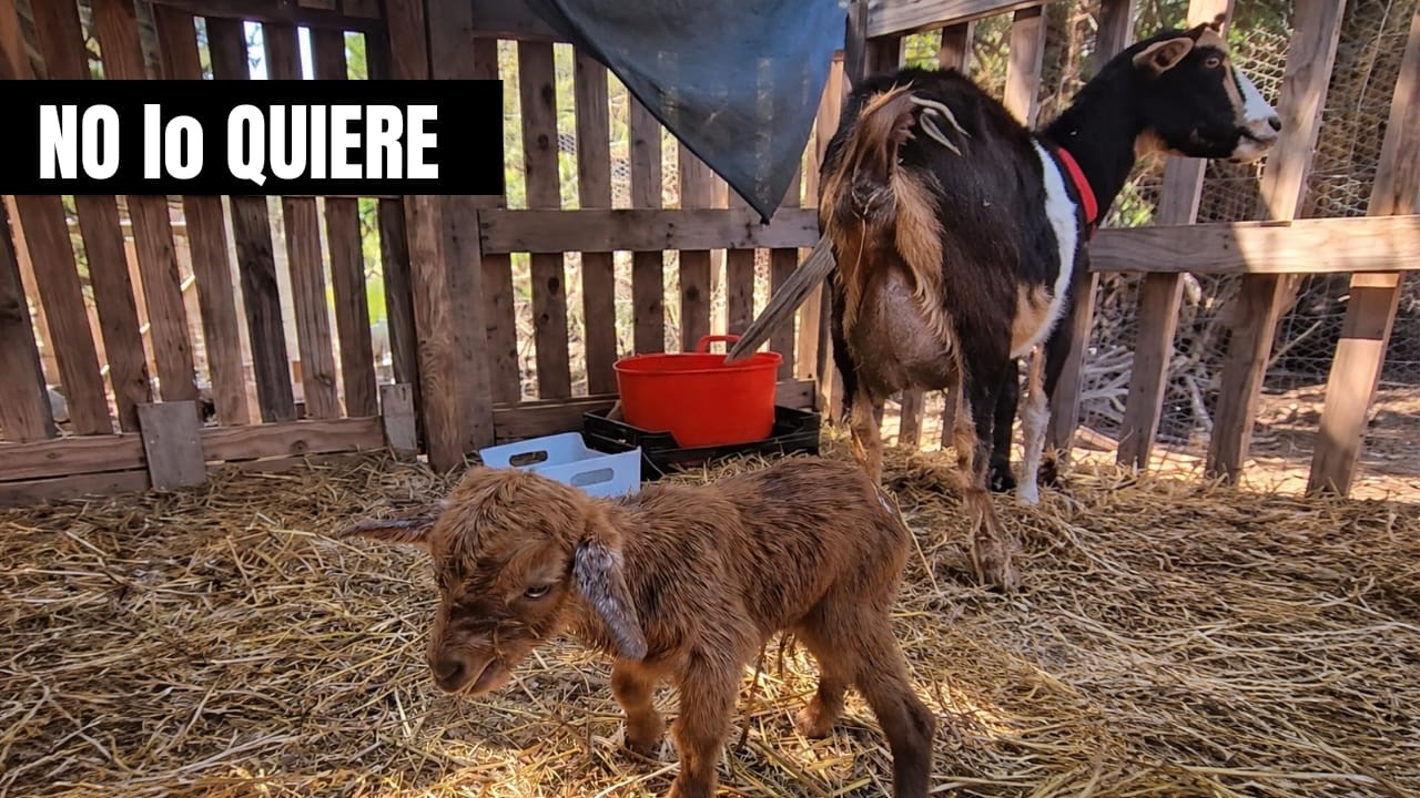 Mi cabra no quiere a su cr&iacute;a&hellip; &iquest;qu&eacute; hago? 🐐 Vida rural en la granja
