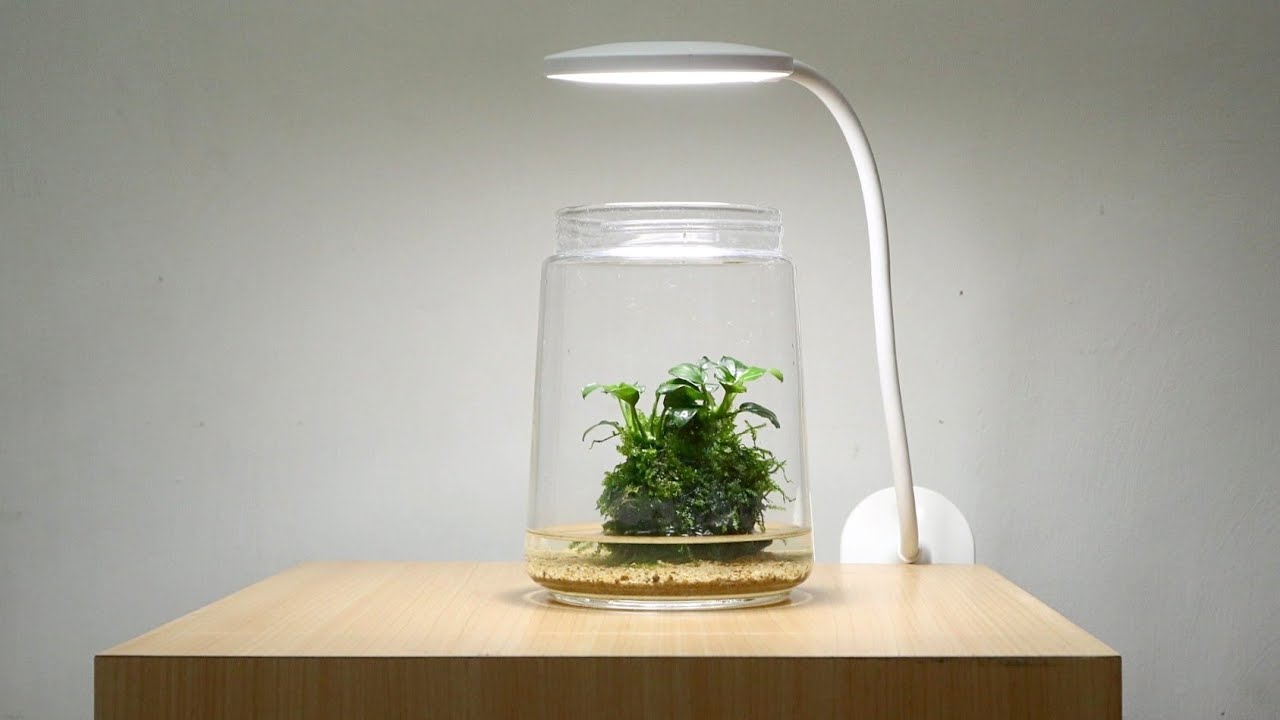 Amazing Wabi Kusa Aquarium