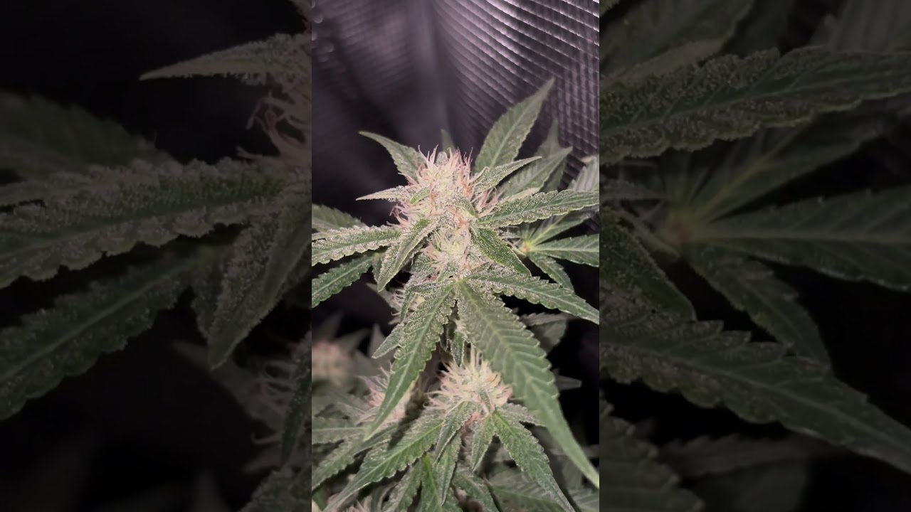 FrostBanger #trending #viralvideo #shortvideo
