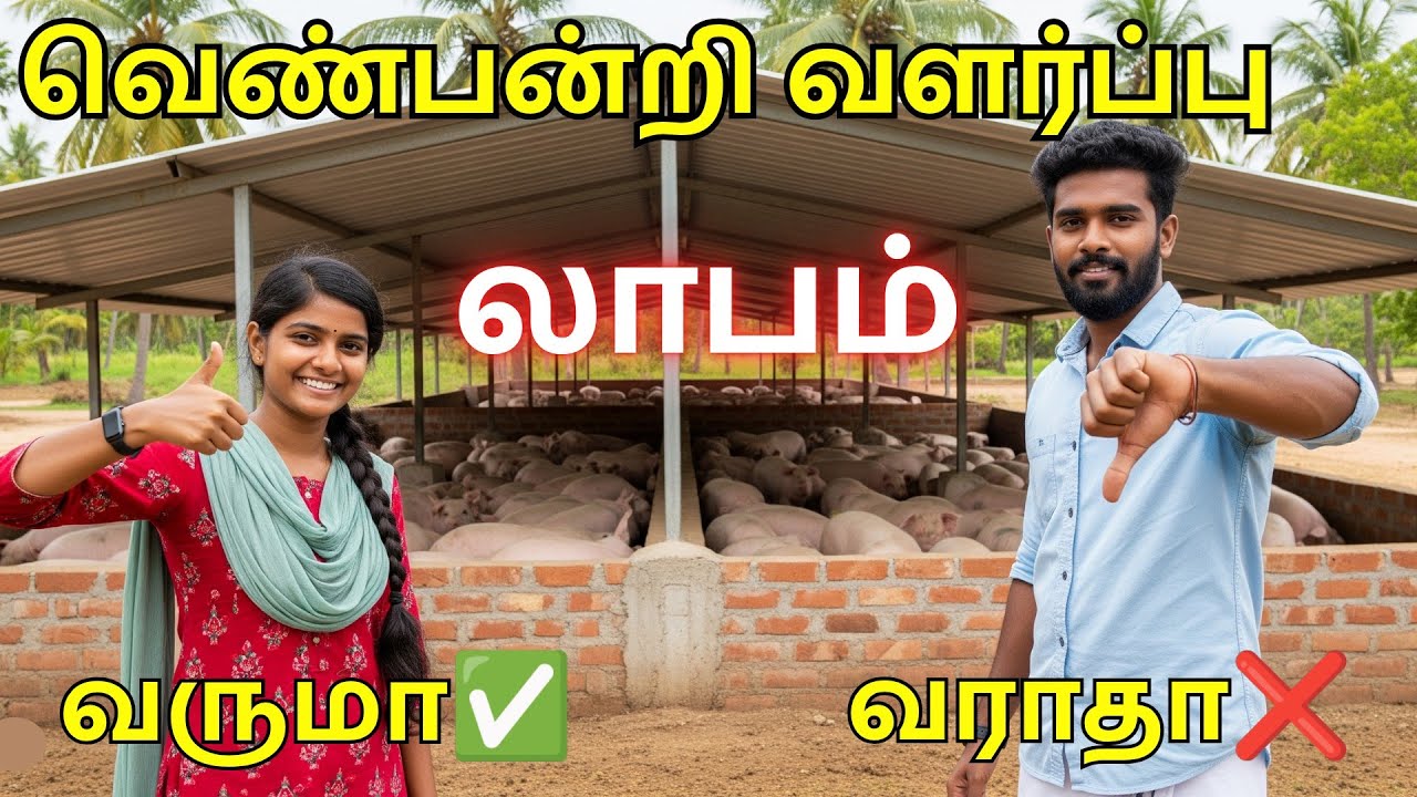 White Pig Farming Profit or Loss | வெண்பன்றி வளர்ப்பு - லாபமா, நஷ்டமா? #pigfarming #pigfarm #tamil