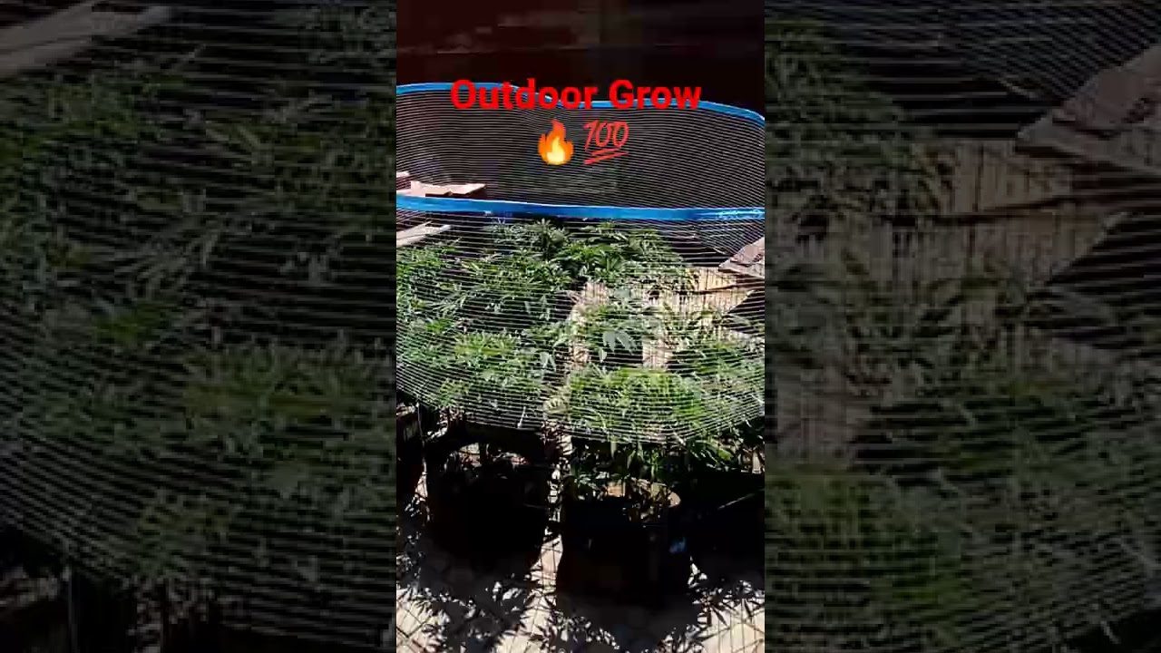 Cannabis Outdoor Grow Op 2022 Update Week 9