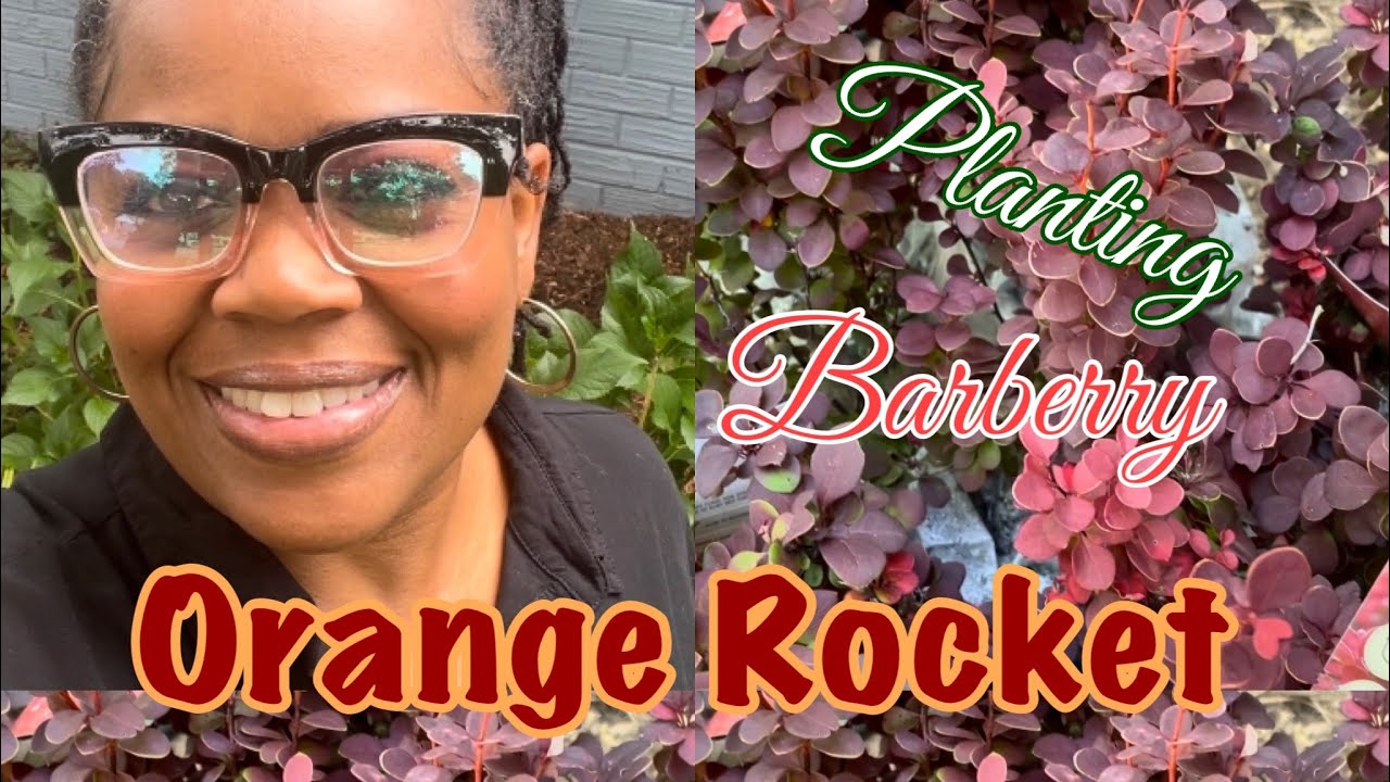 Planting Orange Rocket Barberry 2023 | Southern Living | New Addition to Front Yard Landscape | Vlog