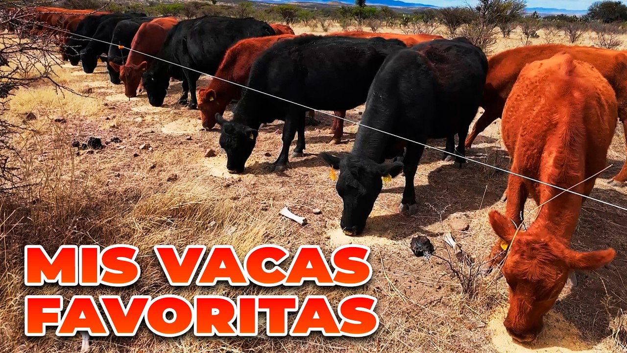 MIS VACAS FAVORITAS DE ESTA TEMPORADA | Rancho Cinco Talentos