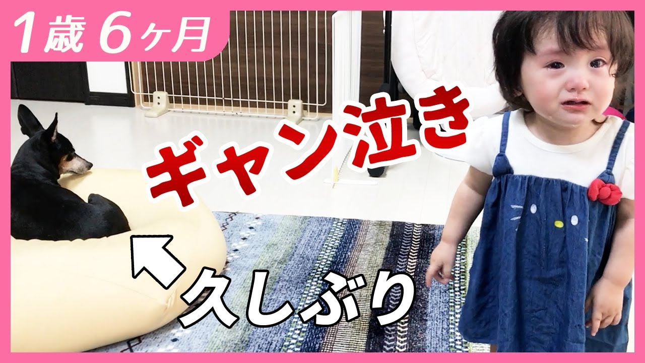 #1歳6ヶ月　犬が怖かった頃【しずくりっぷ】