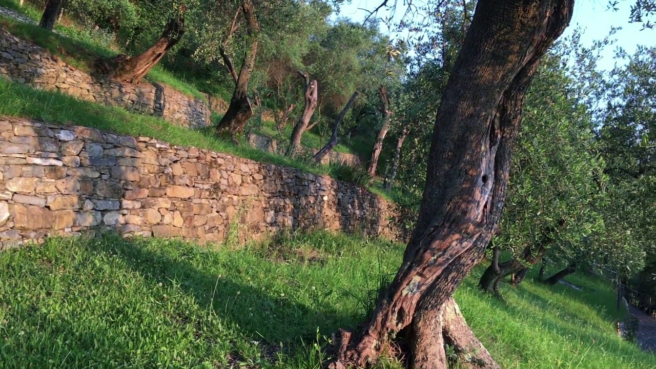 I terrazzamenti del paesaggio agricolo collinare del Monte di Portofino