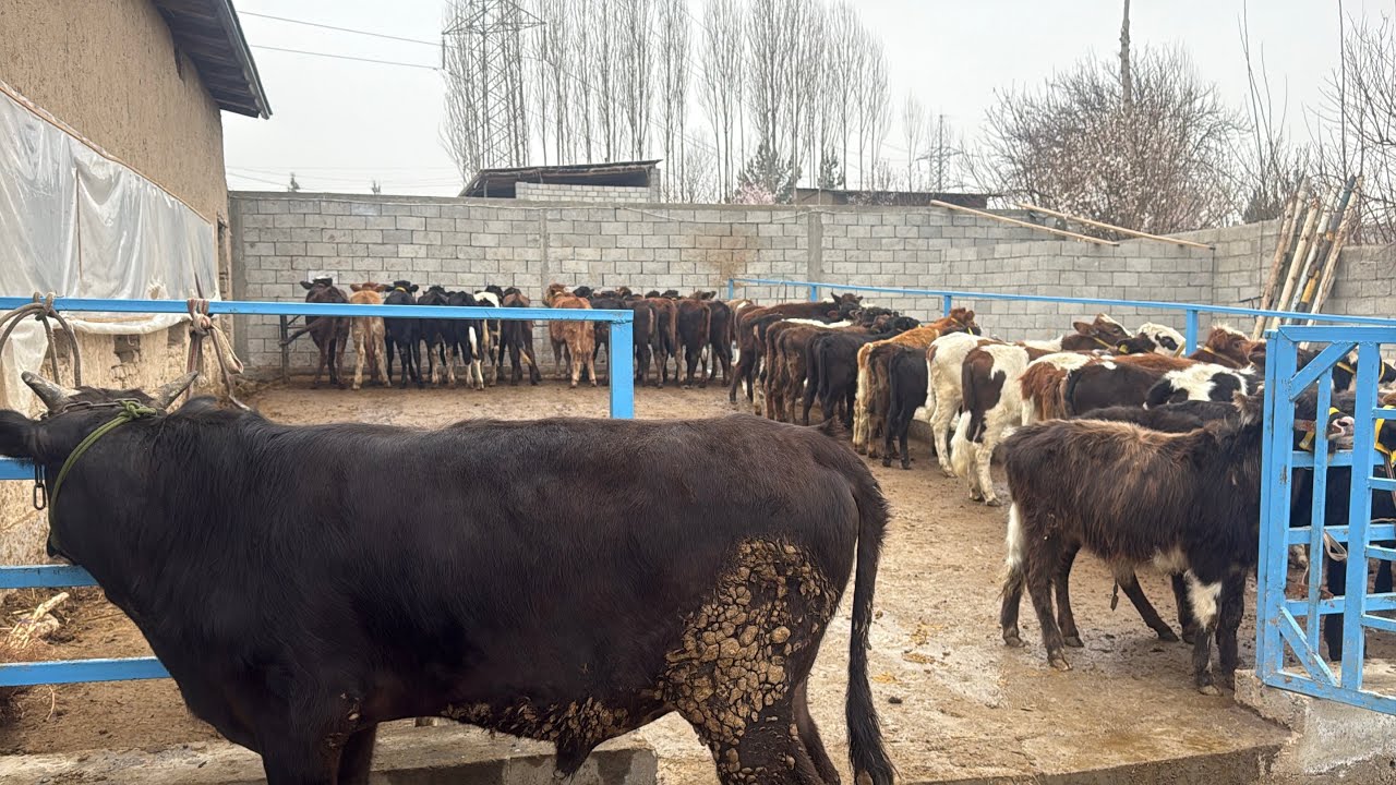 💥BOQMA BUQA VA SIFATLI HUNOJIN QIDIRGAN AKA UKALAR UCHUN✅