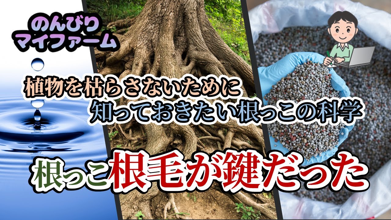 【植物の科学】植物の根は水と養分をどう吸い込む？浸透圧から学ぶ吸収の仕組み