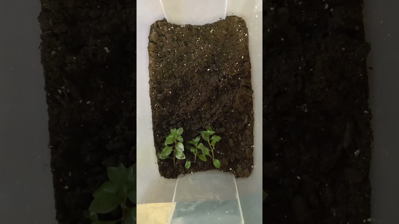 How To Grow Emersed Aquarium Plants (Ludwigia Repens) 🌱