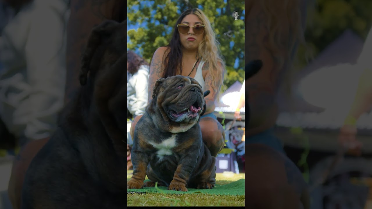 Exotics Vs Micros English Bulldog Stacked Up In The Ring  #bulldog #dogbreeds #bullyevents