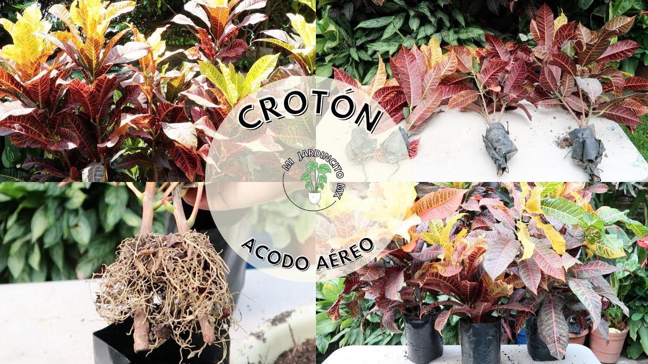 Crotón (Reproducción por acodo aereo)