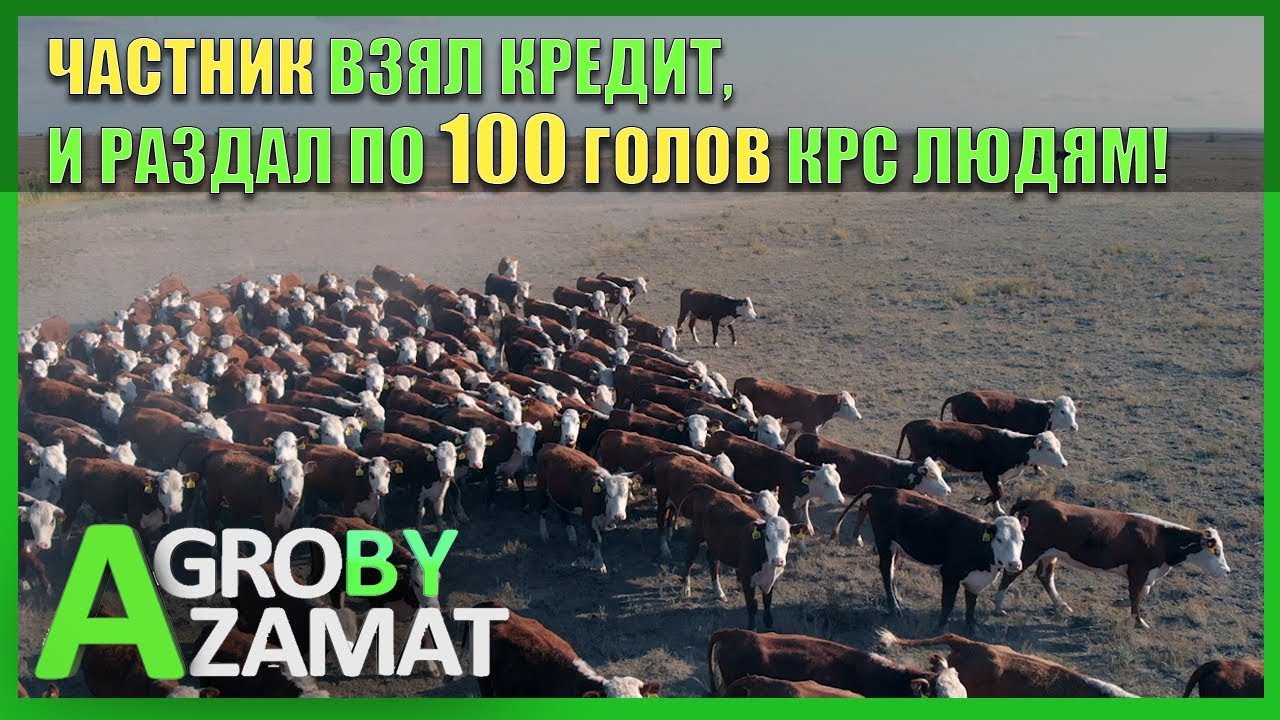 КАК ПОЛУЧИТЬ ПЛЕМЕННОЙ КРС БЕЗ КРЕДИТА?!