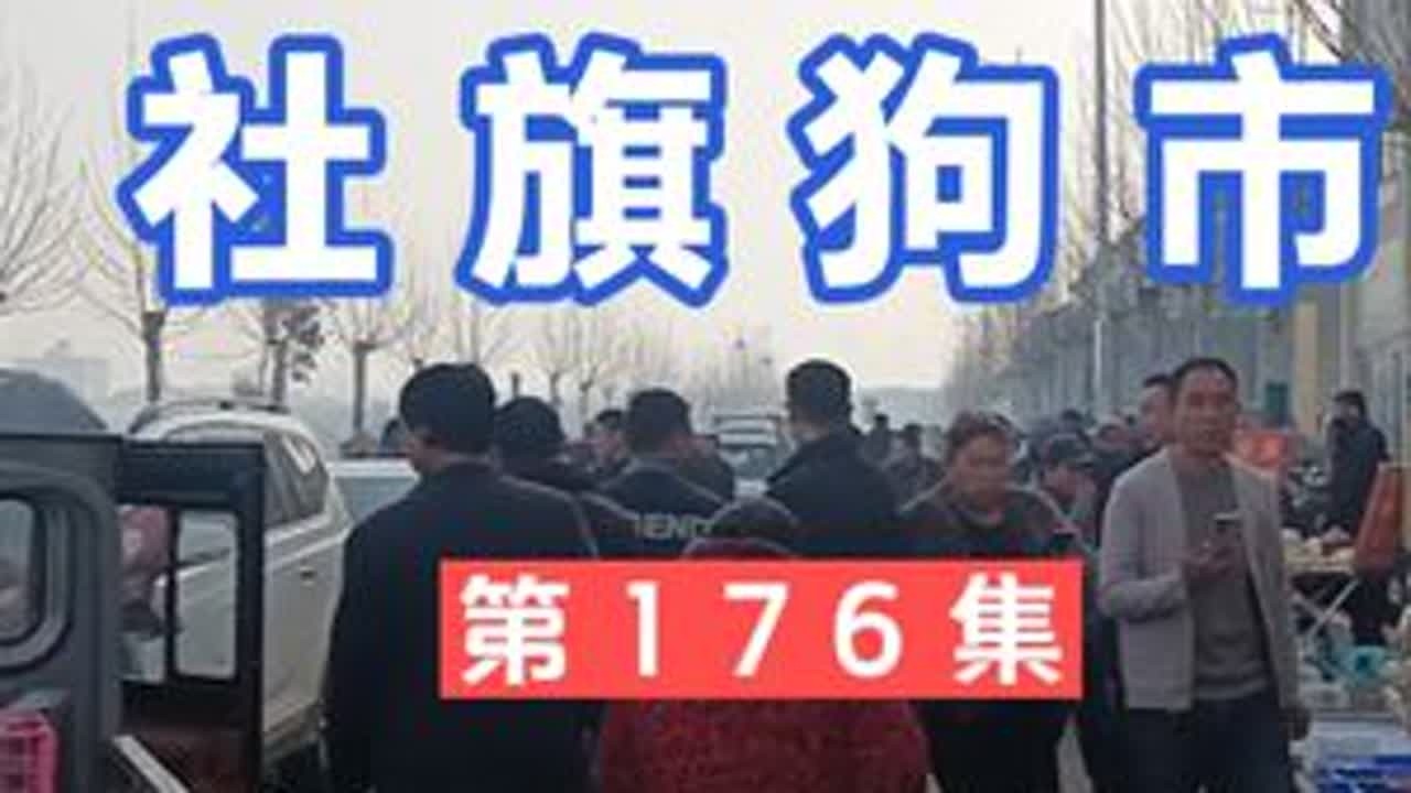 第176集 社旗狗市 今天是大年初六 社旗狗市人很多，集上好狗也不少，有博美，比熊，德牧，边牧，斯塔福，坎高，中亚，库达，蒙细#狗市 #狗市挑选 #现场实拍