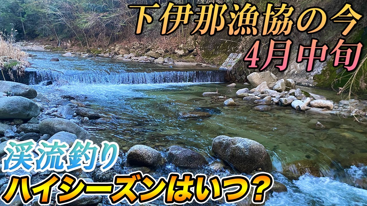【渓流釣り】ハイシーズンは？4月中旬 下伊那漁協 小渓流の現状！温度急上昇ネイティブアマゴを狙う【渓流ルアー】流し見推奨！長野県南部にて