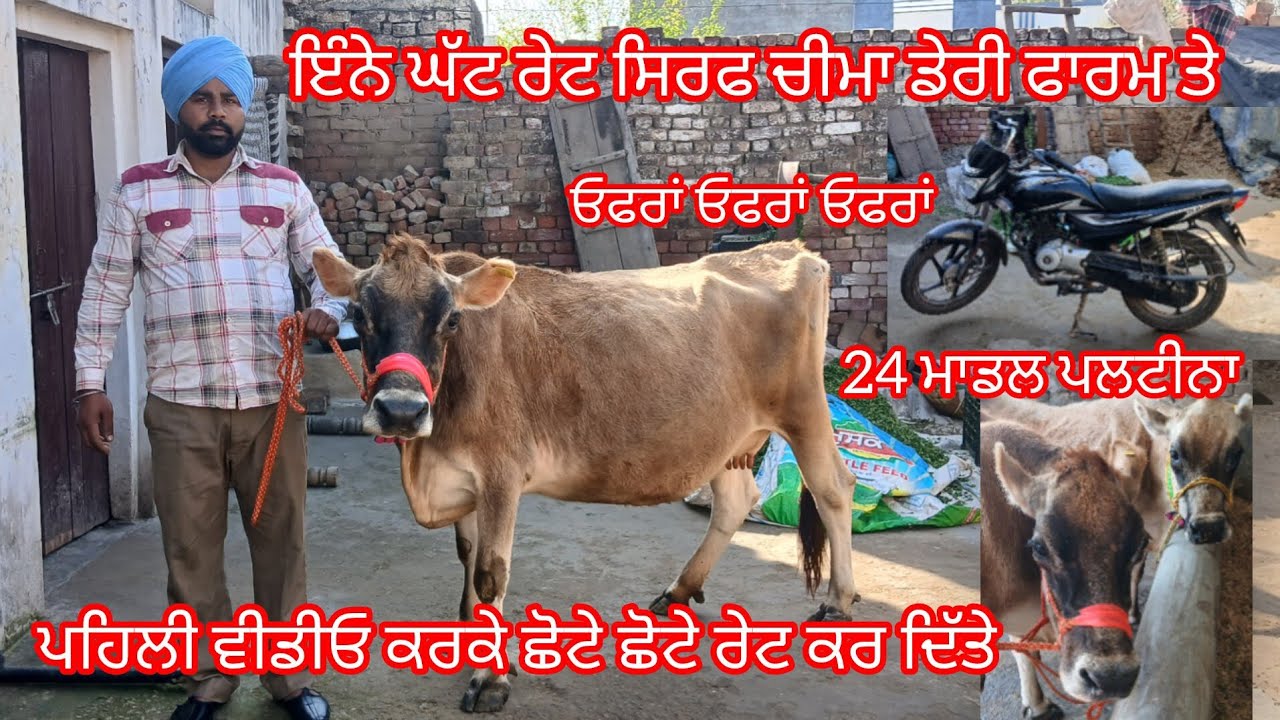 2 march 2026 ਪੰਜਾਬ ਵਾਲੀ ਜਰਸੀ ਵੈੜ 8 ਕਿਲੋ ਦੁੱਧ ਤਿਆਰ 26 ਹਜ਼ਾਰ ਵਿੱਚ /cow for sale #cheema dairy farm 