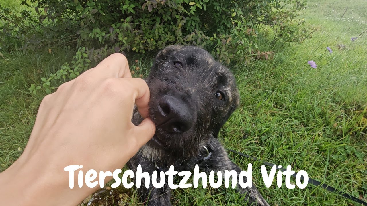 Ein Tag mit Vito ❤🐶 erster Besuch und erstes Mal ohne Leine 🐾