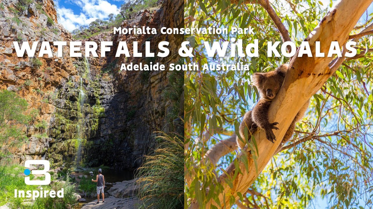WILD KOALAS & WATERFALLS IN MORIALTA CONSERVATION PARK | Barbster360 Australia Travel Vlog